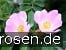 Rosa canina