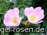 Buy Rosa canina