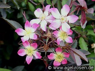 Rosa glauca