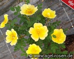 Rosa hugonis kaufen, click for more details Rosa hugonis