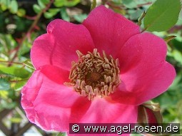 Rosa moyesii Geranium