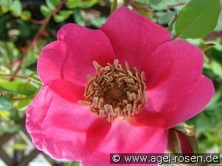 Rosa moyesii Geranium
