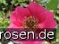 Rosa moyesii Geranium