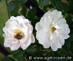 Rosa multiflora