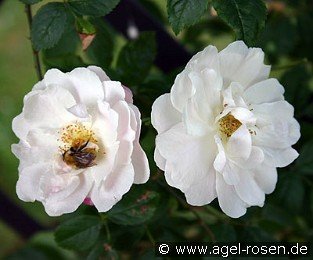 Rosa multiflora