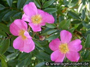 Rosa nitida