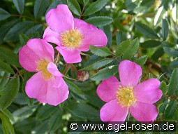 Rosa nitida