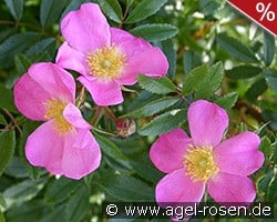 Rosa nitida kaufen, click for more details Rosa nitida