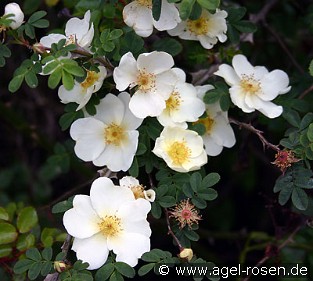 Rosa omeiensis pteracantha