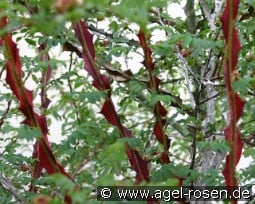 Rosa omeiensis pteracantha