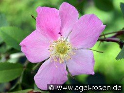 Rosa pendulina