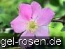 Buy Rosa pendulina