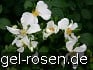 Buy Rosa repens 'Alba'