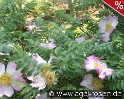 Rosa roxburghii f. normalis kaufen, click for more details Rosa roxburghii f. normalis