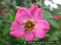 Rosa sweginzowii 'Macrocarpa'