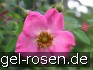 Buy Rosa sweginzowii 'Macrocarpa'