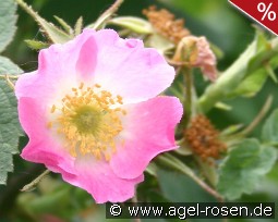 Rosa villosa