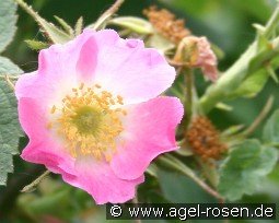 Rosa villosa