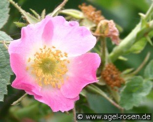 Rosa villosa