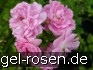 Buy Rosa virginiana