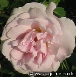 Haidée kaufen, clicken für mehr Details Haidée