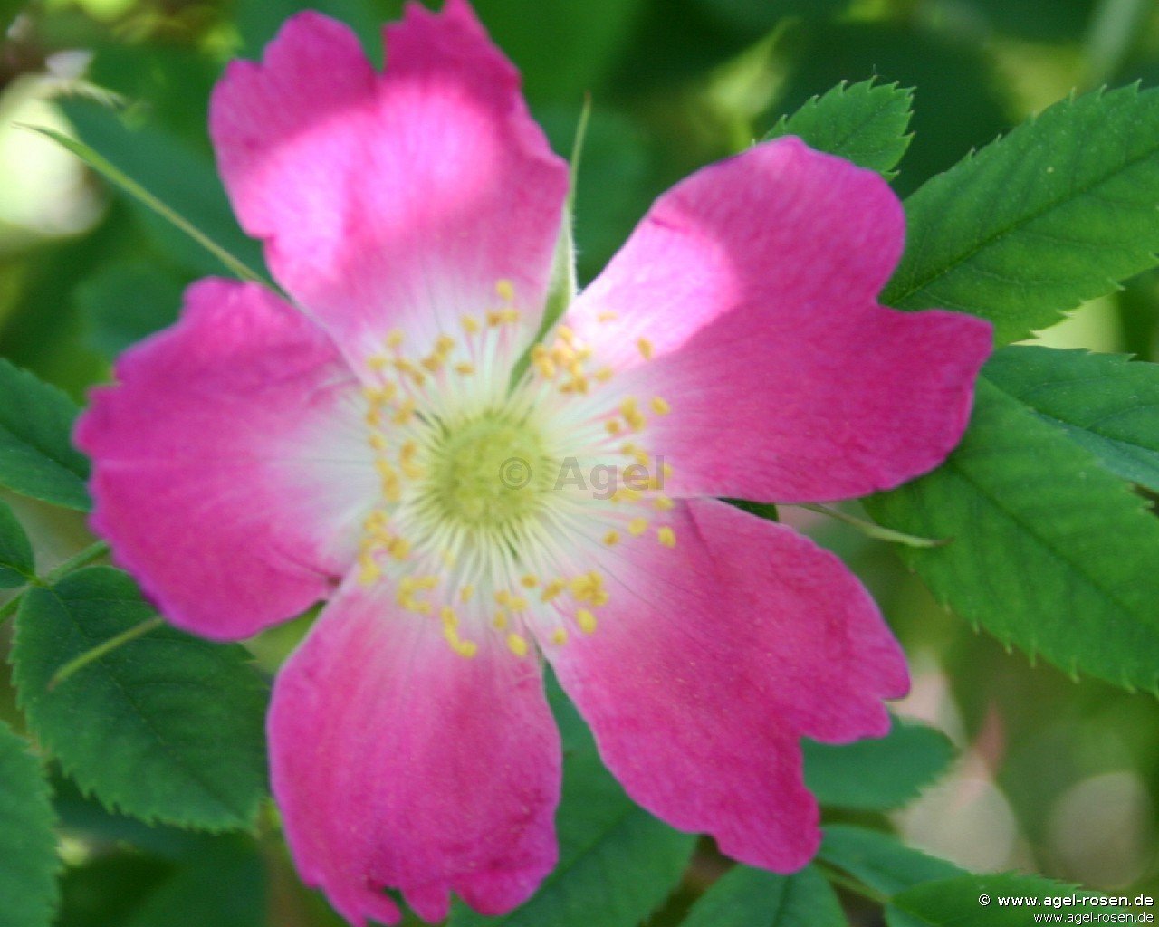 Rose ‘Rosa Carolina‘ (5-Liter Topf)