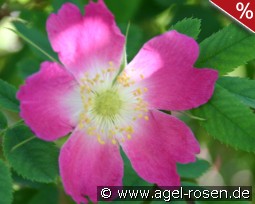 Rosa Carolina