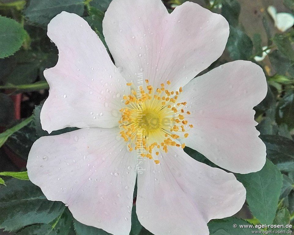 Rose ‘Rosa Mollis‘ (wurzelnackte Rose)