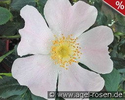 Rosa Mollis