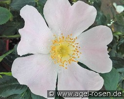 Rosa Mollis