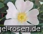 Rosa Mollis kaufen