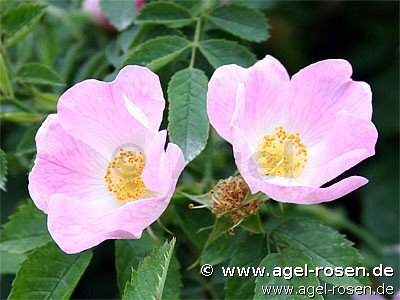 Rose ‘Rosa canina‘ (wurzelnackte Rose)