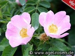 Rosa canina