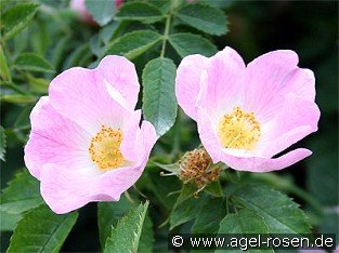 Rosa canina