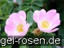 Rosa canina kaufen