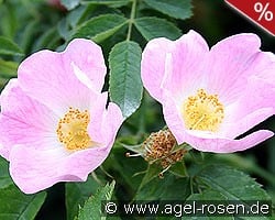 Rosa canina kaufen, clicken für mehr Details Rosa canina