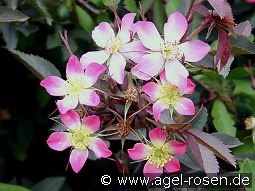 Rosa glauca