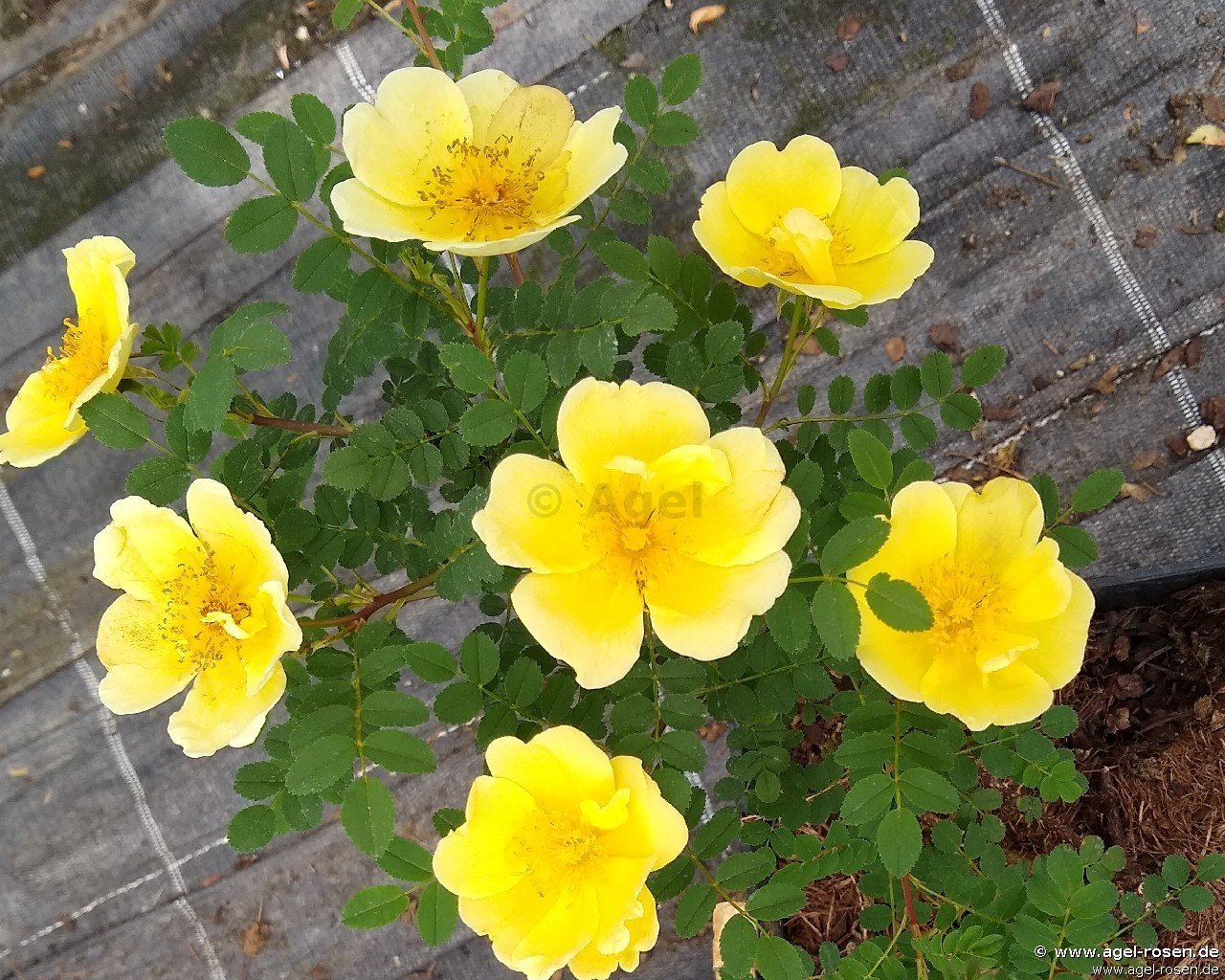 Rose ‘Rosa hugonis‘ (5-Liter Topf)