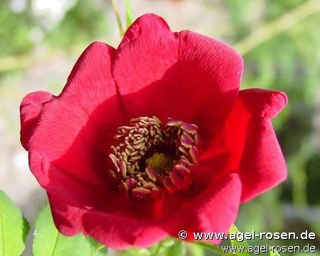 Rose ‘Rosa moyesii‘ (2-Liter Biotopf)