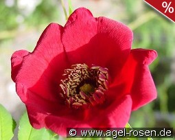 Rosa moyesii