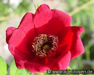 Rosa moyesii