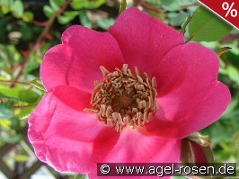 Rosa moyesii Geranium