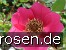 Rosa moyesii Geranium