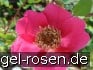 Rosa moyesii Geranium kaufen