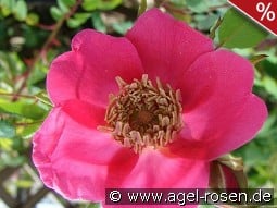 Rosa moyesii Geranium kaufen, clicken für mehr Details Rosa moyesii Geranium