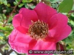 Rosa moyesii Geranium kaufen, clicken für mehr Details Rosa moyesii Geranium