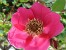 Rosa moyesii Geranium