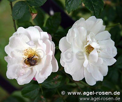Rose ‘Rosa multiflora‘ (wurzelnackte Rose)