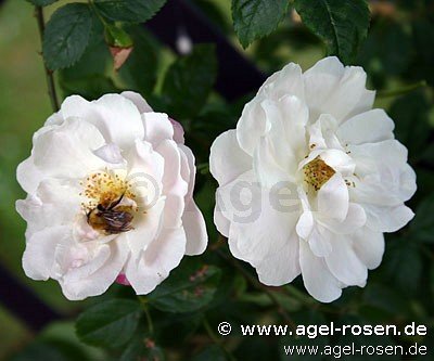 Rose ‘Rosa multiflora‘ (3-Liter Topf)