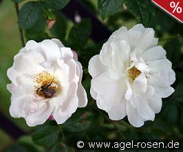 Rosa multiflora